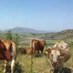 ΚΡΕΑΤΑΓΟΡΑ-ΡΕΘΥΜΝΟ-ΚΥΡΙΑΚΟΠΟΥΛΟΣ-ΜΙΧΑΛΗΣ