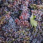 ΟΙΝΟΠΟΙΕΙΟ-ΖΕΥΓΟΛΑΤΕΙΟ-ESTI-WINES-ΤΖΕΛΕΠΗΣ