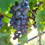 ΟΙΝΟΠΟΙΕΙΟ-ΖΕΥΓΟΛΑΤΕΙΟ-ESTI-WINES-ΤΖΕΛΕΠΗΣ