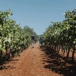 ΟΙΝΟΠΟΙΕΙΟ-ΖΕΥΓΟΛΑΤΕΙΟ-ESTI-WINES-ΤΖΕΛΕΠΗΣ