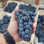 ΟΙΝΟΠΟΙΕΙΟ-ΖΕΥΓΟΛΑΤΕΙΟ-ESTI-WINES-ΤΖΕΛΕΠΗΣ