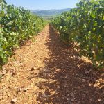 ΟΙΝΟΠΟΙΕΙΟ-ΖΕΥΓΟΛΑΤΕΙΟ-ESTI-WINES-ΤΖΕΛΕΠΗΣ