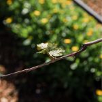 ΟΙΝΟΠΟΙΕΙΟ-ΖΕΥΓΟΛΑΤΕΙΟ-ESTI-WINES-ΤΖΕΛΕΠΗΣ