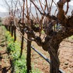 ΟΙΝΟΠΟΙΕΙΟ-ΖΕΥΓΟΛΑΤΕΙΟ-ESTI-WINES-ΤΖΕΛΕΠΗΣ