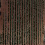 ΟΙΝΟΠΟΙΕΙΟ-ΖΕΥΓΟΛΑΤΕΙΟ-ESTI-WINES-ΤΖΕΛΕΠΗΣ