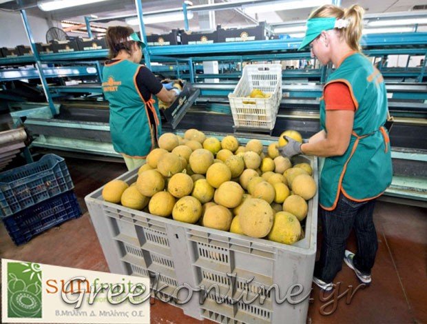ΕΜΠΟΡΙΟ ΦΡΟΥΤΩΝ ΧΑΛΚΙΔΙΚΗ “SUN FRUITS” ΜΗΛΙΝΗ Β. – ΜΗΛΙΝΗΣ Δ. ΟΕ