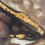 ΑΡΤΟΖΑΧΑΡΟΠΛΑΣΤΕΙΟ-ΜΕΓΑΛΟΠΟΛΗ-ΚΑΡΒΕΛΑΣ