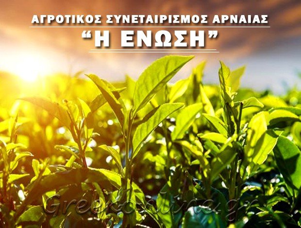 ΑΓΡΟΤΙΚΟΣ ΣΥΝΕΤΑΙΡΙΣΜΟΣ ΑΡΝΑΙΑΣ ΧΑΛΚΙΔΙΚΗΣ “Η ΕΝΩΣΗ”