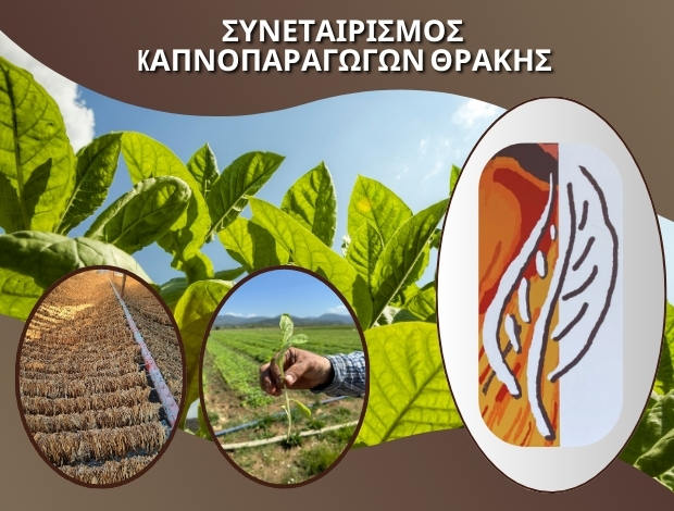 ΣΥΝΕΤΑΙΡΙΣΜΟΣ ΚΑΠΝΟΠΑΡΑΓΩΓΩΝ ΘΡΑΚΗΣ