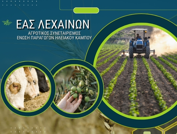 ΑΓΡΟΤΙΚΟΣ ΣΥΝΕΤΑΙΡΙΣΜΟΣ ΛΕΧΑΙΝΑ ΗΛΕΙΑΣ Α.Σ. ΕΝΩΣΗ ΠΑΡΑΓΩΓΩΝ ΗΛΕΙΑΚΟΥ ΚΑΜΠΟΥ