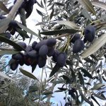 Agrotikos-Synetairismos-Niaton-Lakonias-(6)