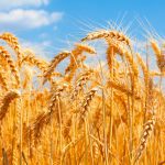 ΑΓΡΟΤΙΚΟΣ-ΣΥΝΕΤΑΙΡΙΣΜΟΣ-ΠΕΛΛΑΣ-ΑΣ ΠΕΛΛΑΣ