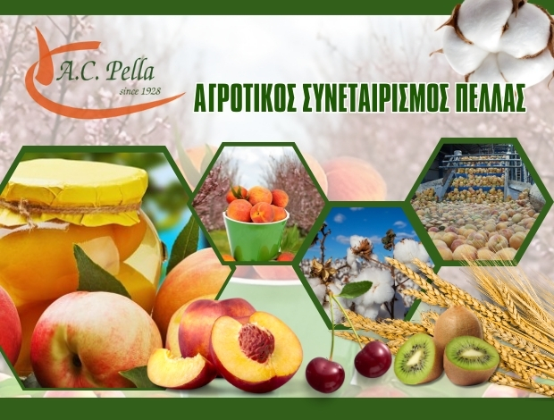 ΑΓΡΟΤΙΚΟΣ ΣΥΝΕΤΑΙΡΙΣΜΟΣ ΠΕΛΛΑΣ  “Α.Σ. ΠΕΛΛΑΣ”