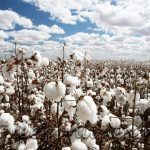 AGROTIKOS-SYNETAIRISMOS-PELLAS-AC-PELLA