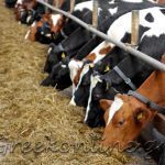 AGROTIKOS-SYNETAIRISMOS-PELLAS-AC-PELLA