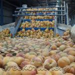 AGROTIKOS-SYNETAIRISMOS-PELLAS-AC-PELLA