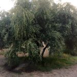 ΑΓΡΟΤΙΚΟΣ-ΕΛΑΙΟΥΡΓΙΚΟΣ-ΣΥΝΕΤΑΙΡΙΣΜΟΣ-ΔΑΡΑ-ΜΕΣΣΗΝΙΑΣ