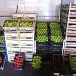 ΕΜΠΟΡΙΟ-ΑΓΡΟΤΙΚΩΝ-ΠΡΟΪΟΝΤΩΝ-ΡΕΝΤΗΣ-ΜΑΡΤΣΟΥΚΟΣ-ΑΕ