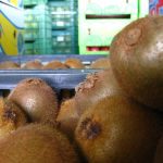 ΕΜΠΟΡΙΟ-ΑΓΡΟΤΙΚΩΝ-ΠΡΟΪΟΝΤΩΝ-ΡΕΝΤΗΣ-ΜΑΡΤΣΟΥΚΟΣ-ΑΕ