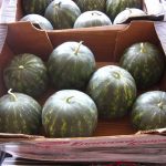 ΕΜΠΟΡΙΟ-ΑΓΡΟΤΙΚΩΝ-ΠΡΟΪΟΝΤΩΝ-ΡΕΝΤΗΣ-ΜΑΡΤΣΟΥΚΟΣ-ΑΕ