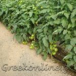 ΑΣ-ΚΑΜΙΡΟΣ-ΚΕΝΤΡΙ-ΙΕΡΑΠΕΤΡΑ-ΟΠ-ΚΡΗΤΙΚΟ-ΠΕΡΒΟΛΙ