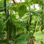 ΑΣ-ΚΑΜΙΡΟΣ-ΚΕΝΤΡΙ-ΙΕΡΑΠΕΤΡΑ-ΟΠ-ΚΡΗΤΙΚΟ-ΠΕΡΒΟΛΙ