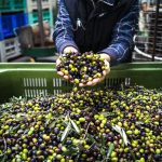 ΕΛΑΙΟΤΡΙΒΕΙΟ-ΑΛΜΥΡΟΣ-ΜΑΓΝΗΣΙΑΣ-ΜΠΟΥΚΟΥΒΑΛΑ