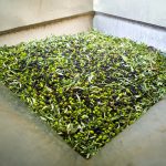 ΕΛΑΙΟΤΡΙΒΕΙΟ-ΑΛΜΥΡΟΣ-ΜΑΓΝΗΣΙΑΣ-ΜΠΟΥΚΟΥΒΑΛΑ