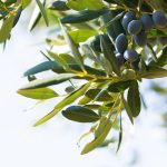 ΕΛΑΙΟΤΡΙΒΕΙΟ-ΚΑΛΛΙΘΕΑ-ΑΧΑΪΑΣ-ΓΙΑΝΝΟΠΟΥΛΟΣ-ΒΛΑΣΣΗΣ
