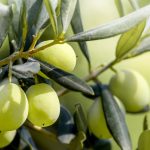 ΕΛΑΙΟΤΡΙΒΕΙΟ-ΚΑΛΛΙΘΕΑ-ΑΧΑΪΑΣ-ΓΙΑΝΝΟΠΟΥΛΟΣ-ΒΛΑΣΣΗΣ