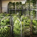 ΕΜΠΟΡΙΟ-ΦΡΟΥΤΩΝ-ΛΑΧΑΝΙΚΩΝ-ΡΕΝΤΗΣ-ΠΕΦΑΝΗΣ-ΑΕ