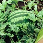 ΕΜΠΟΡΙΟ-ΦΡΟΥΤΩΝ-ΛΑΧΑΝΙΚΩΝ-ΡΕΝΤΗΣ-ΠΕΦΑΝΗΣ-ΑΕ