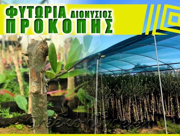 ΦΥΤΩΡΙΑ ΕΛΙΑΣ ΔΑΦΝΗ ΗΛΕΙΑΣ ΔΙΟΝΥΣΙΟΣ ΠΡΟΚΟΠΗΣ Κ.