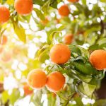 ΑΓΡΟΤΙΚΟΣ-ΣΥΝΕΤΑΙΡΙΣΜΟΣ-ΣΚΑΦΙΔΑΚΙΟΥ-ΑΡΓΟΛΙΔΑΣ