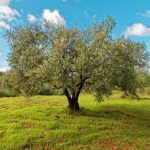 ΕΛΑΙΟΤΡΙΒΕΙΟ-ΚΕΦΑΛΑΡΙ-ΑΡΓΟΛΙΔΑΣ-ΜΠΟΓΡΗΣ