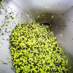 ΕΛΑΙΟΤΡΙΒΕΙΟ-ΚΕΦΑΛΑΡΙ-ΑΡΓΟΛΙΔΑΣ-ΜΠΟΓΡΗΣ