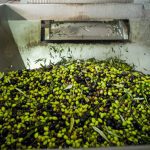 ΕΛΑΙΟΤΡΙΒΕΙΟ-ΚΕΦΑΛΑΡΙ-ΑΡΓΟΛΙΔΑΣ-ΜΠΟΓΡΗΣ