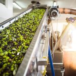 ΕΛΑΙΟΤΡΙΒΕΙΟ-ΚΕΦΑΛΑΡΙ-ΑΡΓΟΛΙΔΑΣ-ΜΠΟΓΡΗΣ