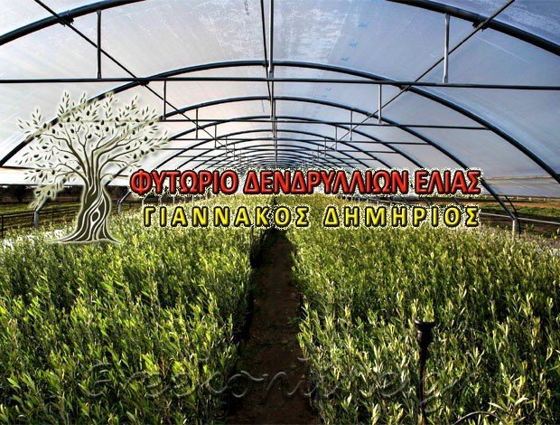 ΦΥΤΩΡΙΟ ΔΕΝΔΡΥΛΛΙΩΝ ΕΛΙΑΣ ΝΕΑ ΡΑΙΔΕΣΤΟΣ ΘΕΣΣΑΛΟΝΙΚΗΣ ΓΙΑΝΝΑΚΟΣ ΔΗΜΗΤΡΙΟΣ