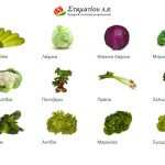 Oporokipeftika-Nea-Magnisia-Stamatiou-AE