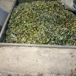 ΕΛΑΙΟΤΡΙΒΕΙΟ-ΨΑΧΝΑ-ΕΥΒΟΙΑΣ-ΚΟΚΚΙΝΟΣ