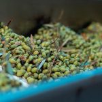 ΕΛΑΙΟΤΡΙΒΕΙΟ-ΠΕΖΑ-ΗΡΑΚΛΕΙΟΥ-ΠΟΛΙΤΑΚΗΣ-ΜΙΧΑΗΛ