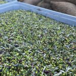 ΕΛΑΙΟΤΡΙΒΕΙΟ-ΠΕΖΑ-ΗΡΑΚΛΕΙΟΥ-ΠΟΛΙΤΑΚΗΣ-ΜΙΧΑΗΛ