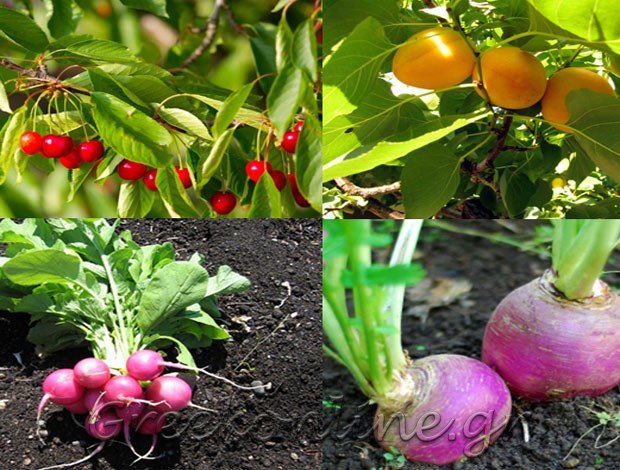 SUPER MARKET ΣΚΙΑΘΟΣ “SKIATHOS MARKET HOULIS MY FRUIT” ΧΟΥΛΗΣ Ι. ΑΝΑΣΤΑΣΙΟΣ