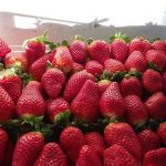 ΕΜΠΟΡΙΟ-ΟΠΩΡΟΚΗΠΕΥΤΙΩΝ-ΡΕΝΤΗΣ-FRUTALUX