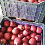 ΕΜΠΟΡΙΟ-ΟΠΩΡΟΚΗΠΕΥΤΙΩΝ-ΡΕΝΤΗΣ-FRUTALUX