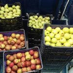 ΕΜΠΟΡΙΟ-ΟΠΩΡΟΚΗΠΕΥΤΙΩΝ-ΡΕΝΤΗΣ-FRUTALUX