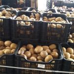 ΕΜΠΟΡΙΟ-ΟΠΩΡΟΚΗΠΕΥΤΙΩΝ-ΡΕΝΤΗΣ-FRUTALUX