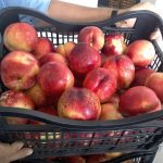 ΕΜΠΟΡΙΟ-ΟΠΩΡΟΚΗΠΕΥΤΙΩΝ-ΡΕΝΤΗΣ-FRUTALUX