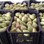 ΕΜΠΟΡΙΟ-ΟΠΩΡΟΚΗΠΕΥΤΙΩΝ-ΡΕΝΤΗΣ-FRUTALUX